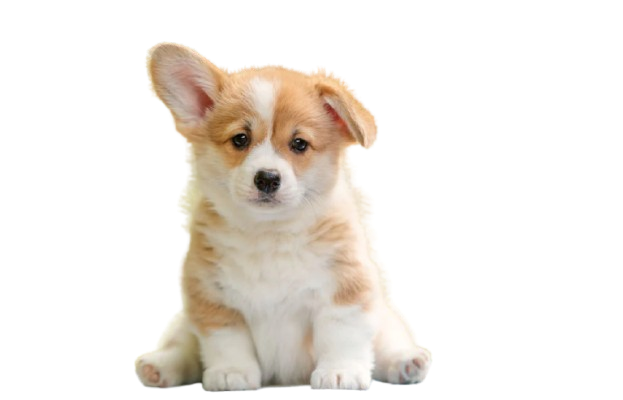 Cute Dog